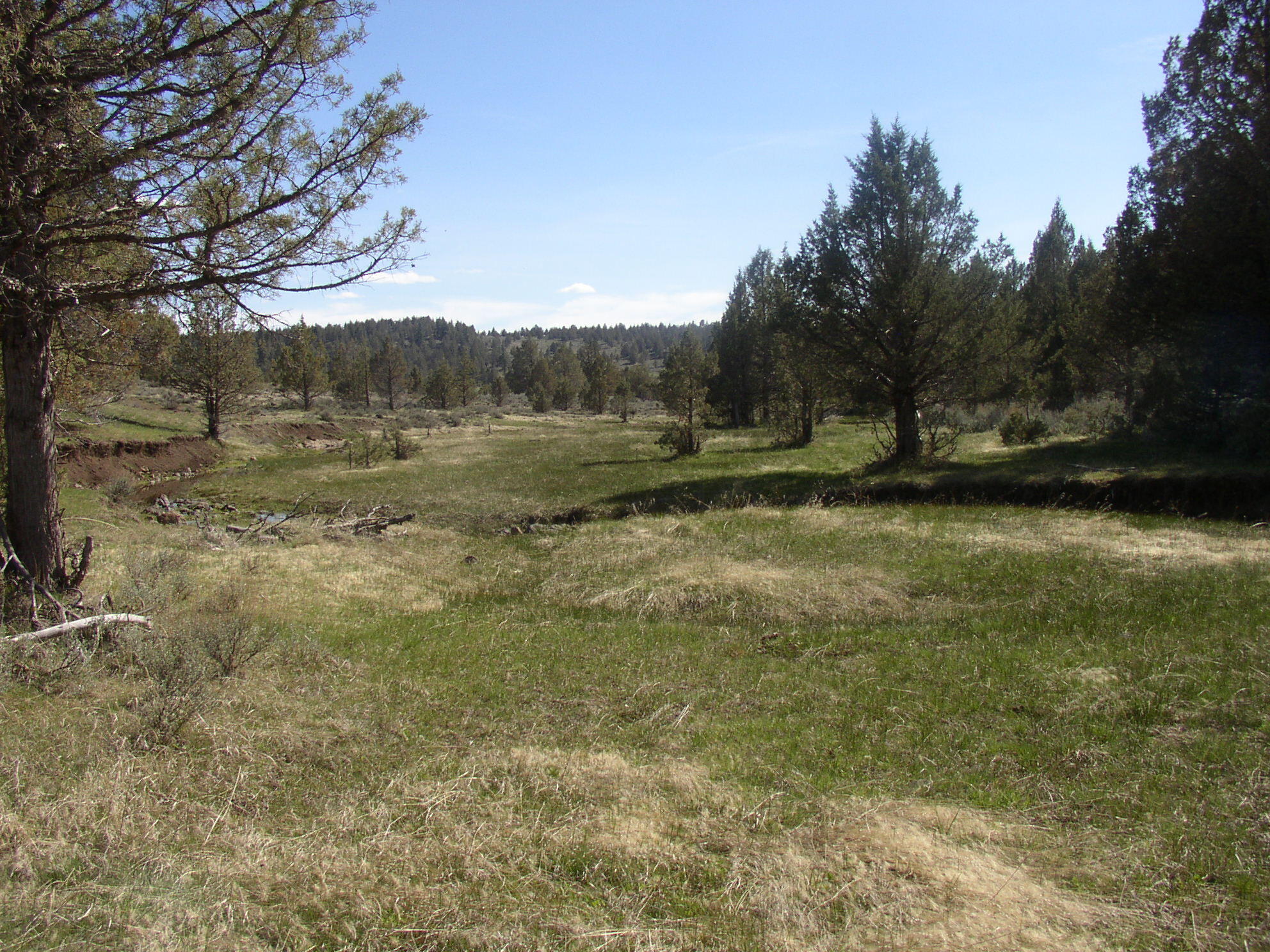 88 Co Road Adin, CA 96006 - Photo 7 of 16 4 100ac Landscape