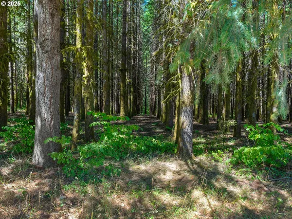 a view of outdoor space with deck and tree