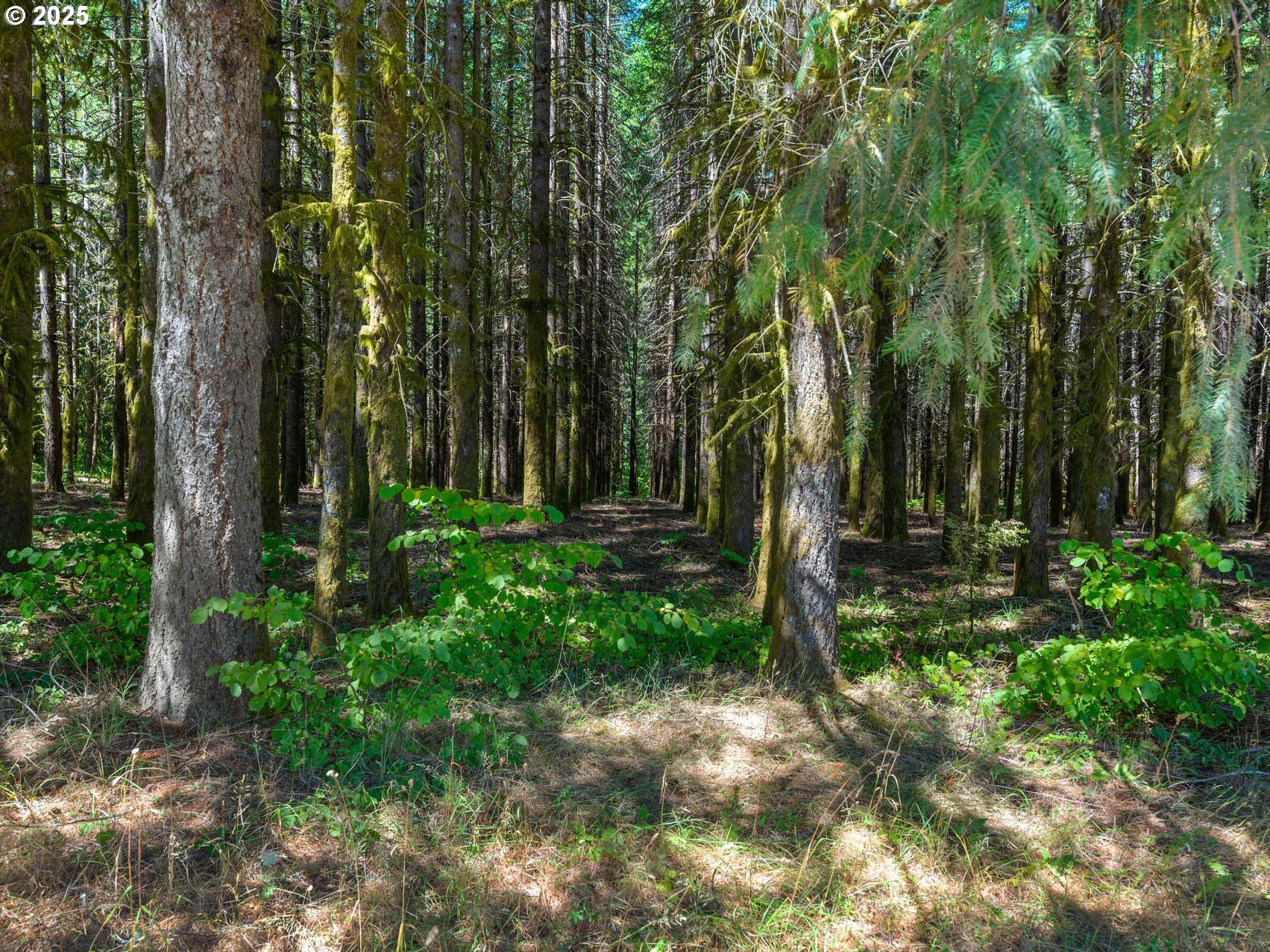 25420 Northwest Pumpkin Ridge Road North Plains, OR 97133 - Photo 18 of 41 a view of outdoor space with deck and tree