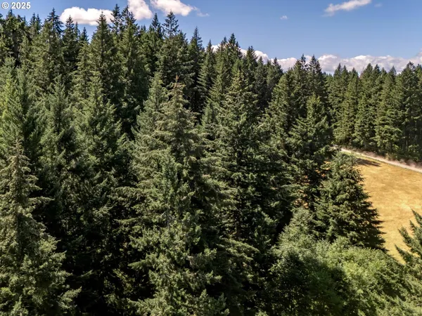 a view of a tree with a street
