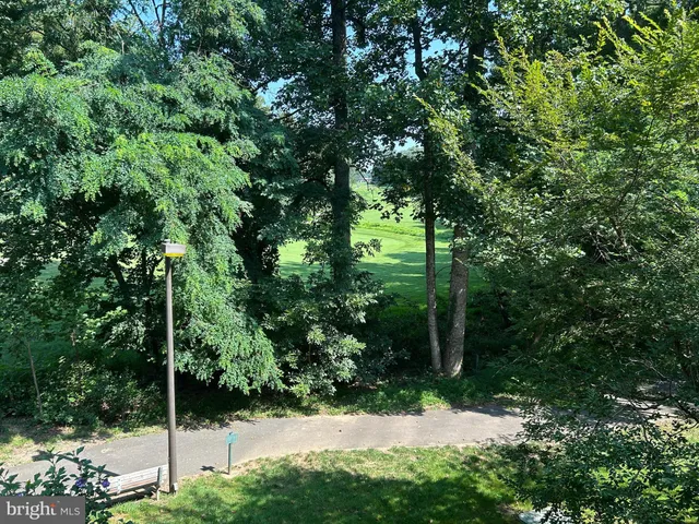 a view of a yard with plants and large trees