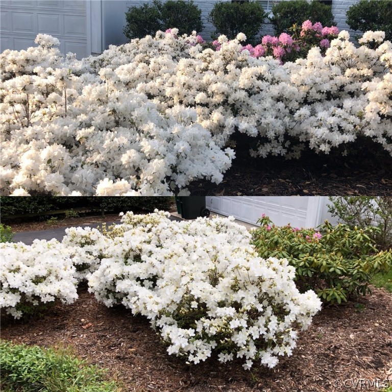 8010 Marilea Road Richmond, VA 23235 - Photo 47 of 47 Beautiful blooms in the springtime!