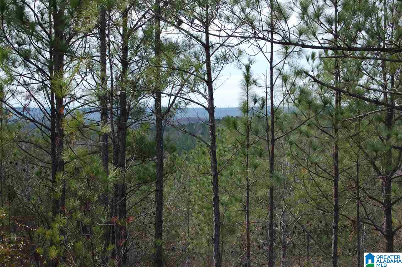 22.49-acres Double Branch Road, Unit 22 49 ACRES Marion, AL 36756 - Photo 8 of 30