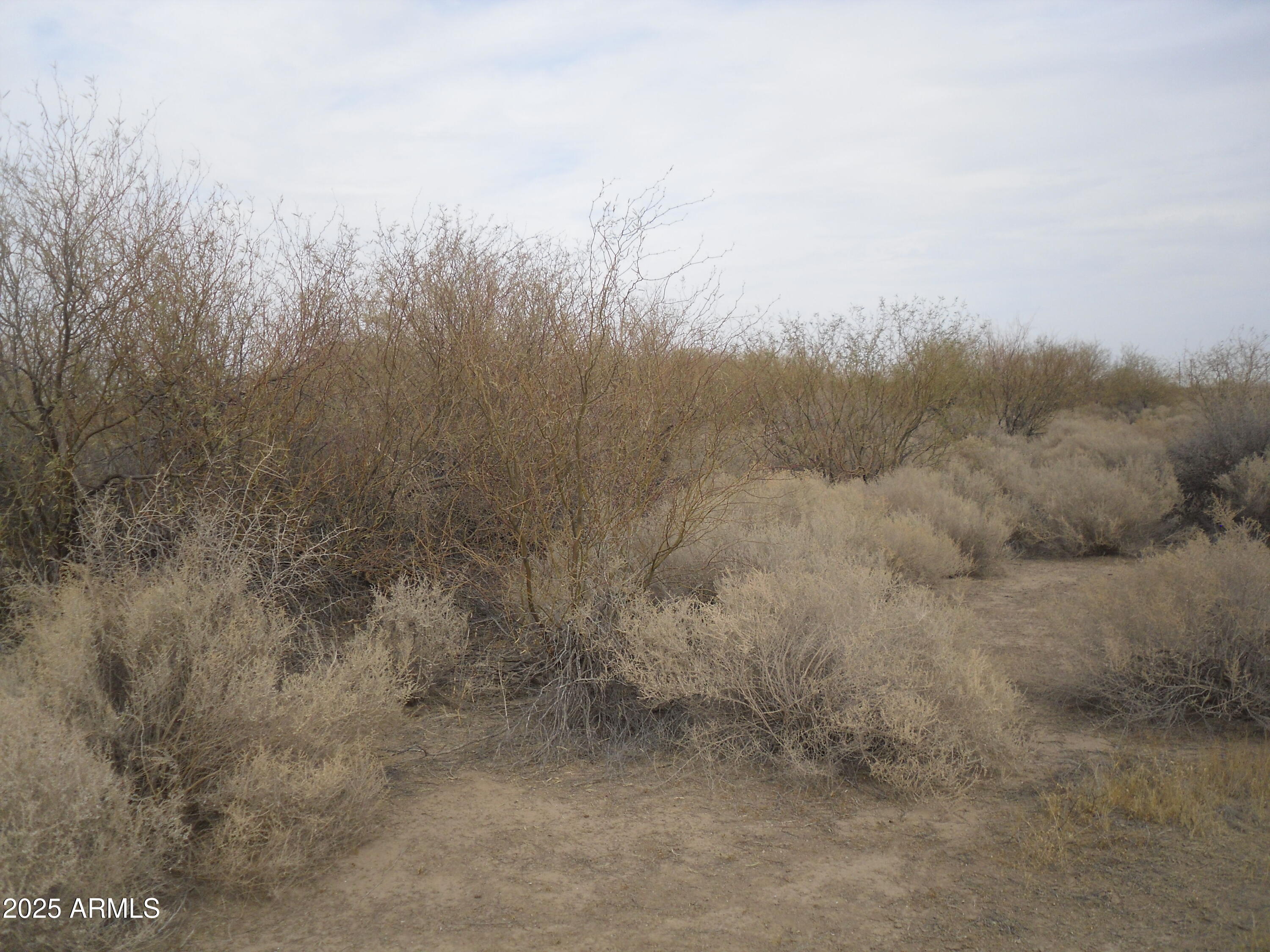 a view of a dry yard with trees