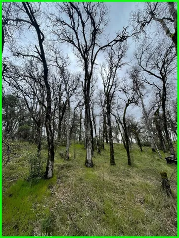 a view of some trees in the forest