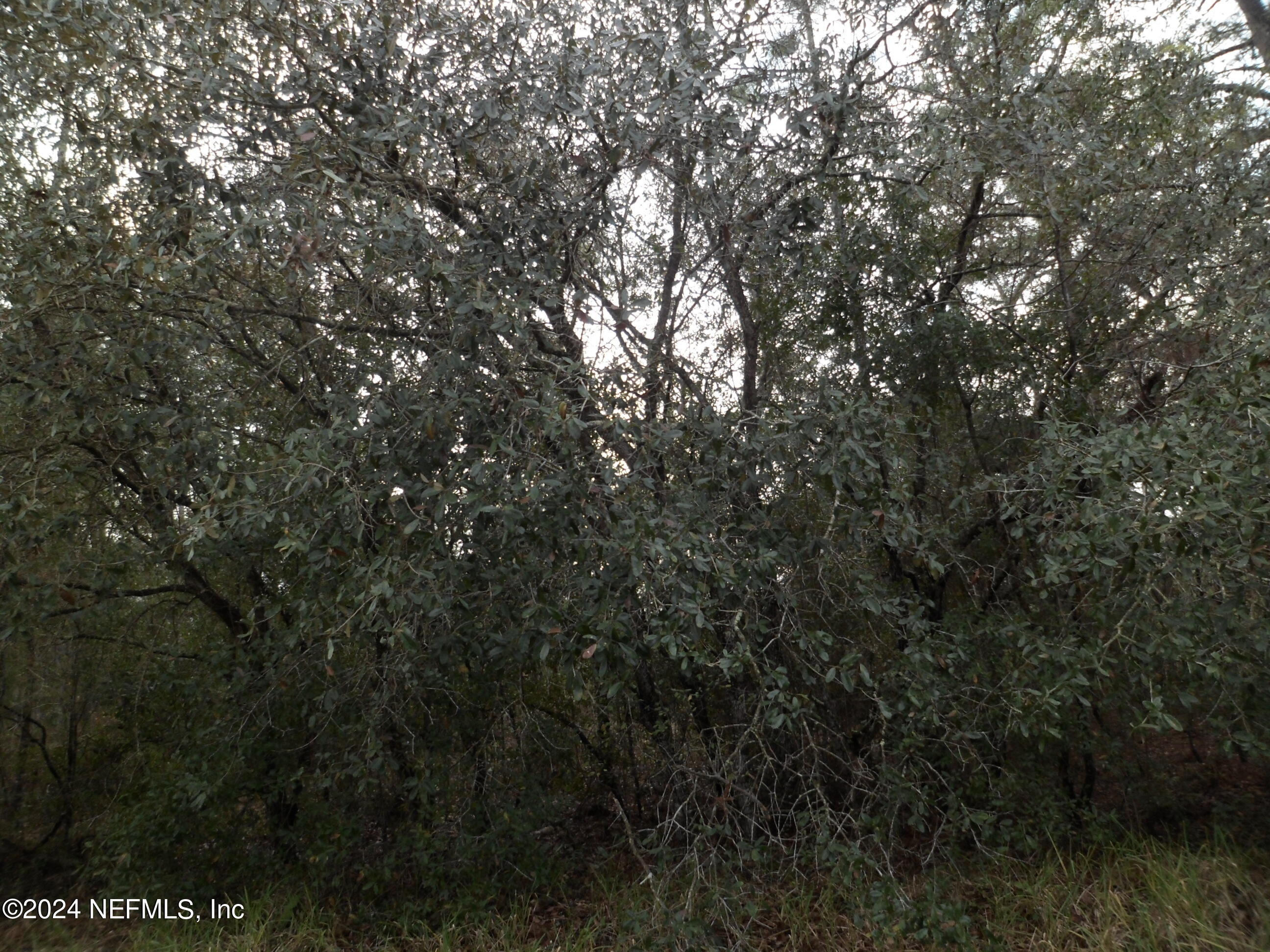 0 Unassigned Interlachen, FL 32148 - Photo 1 of 1 a view of a tree