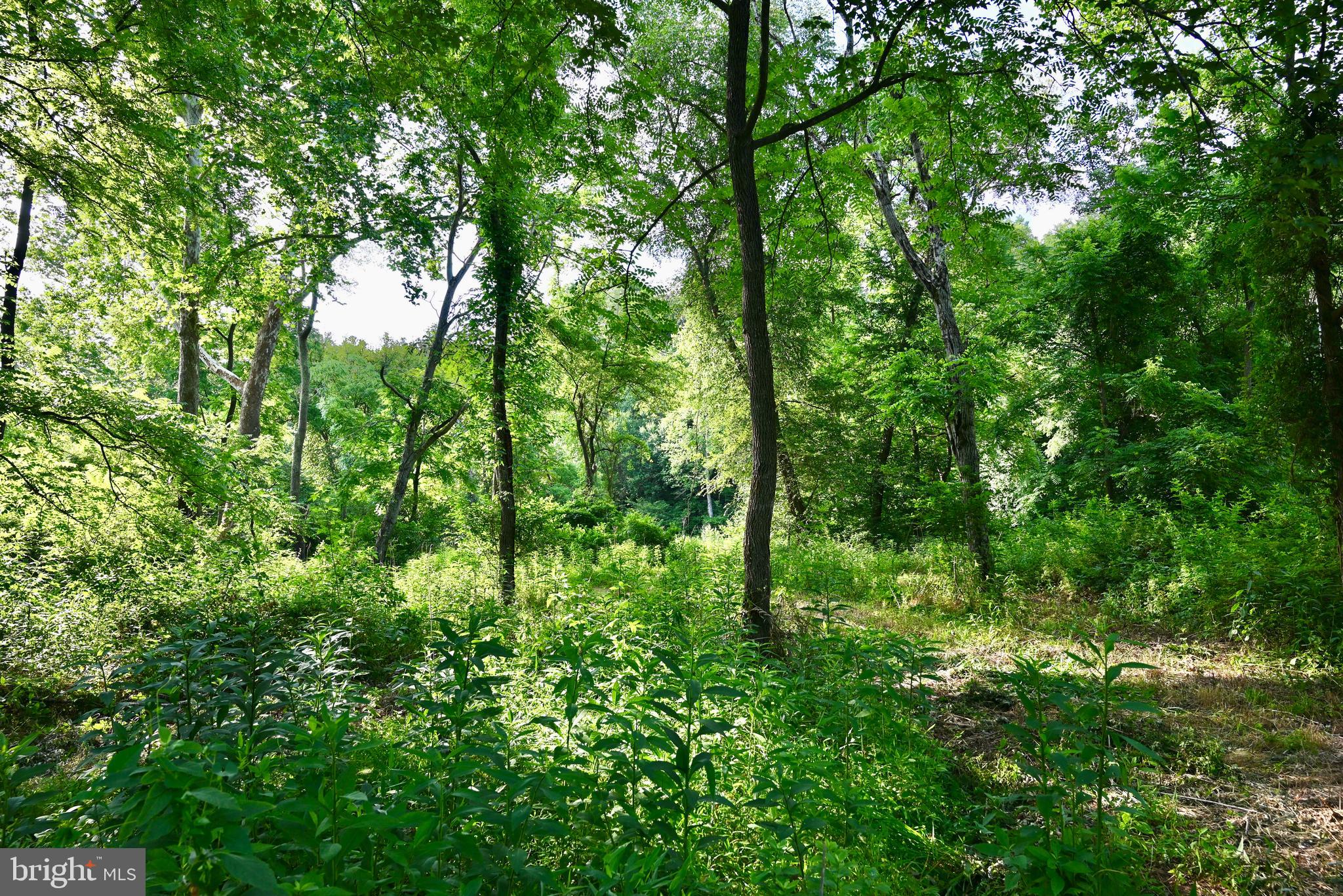 20335 Camp Road Culpeper, VA 22701 - Photo 59 of 70