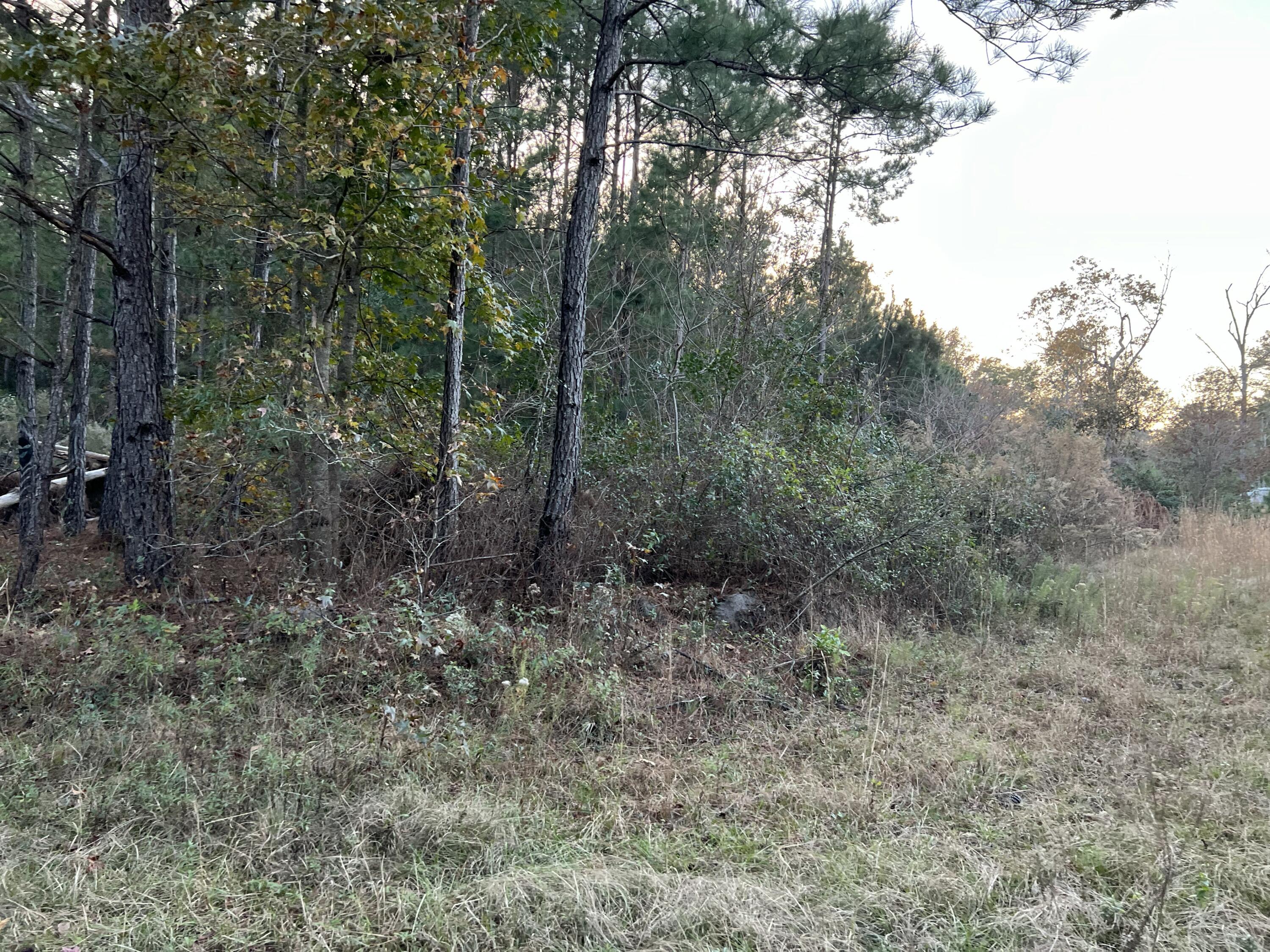 0 Smoak Road Walterboro, SC 29488 - Photo 1 of 12 IMG_4109