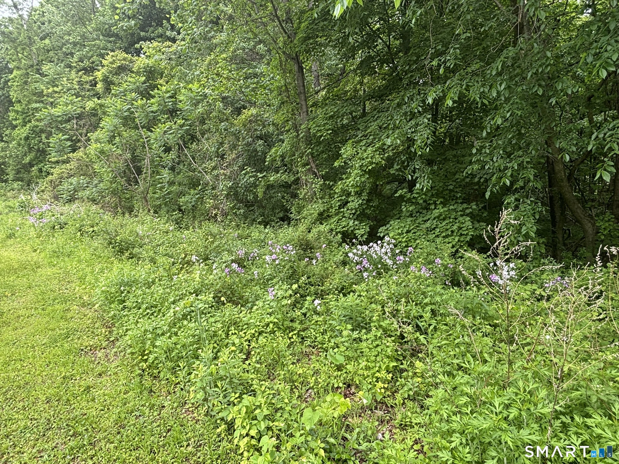 7 Holley Lane Prospect, CT 06712 - Photo 12 of 30 a view of a lush green forest with a tree