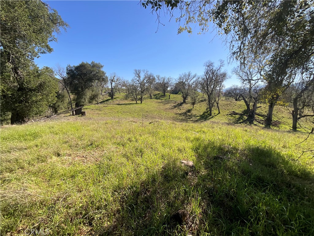 49253 Sapaque Road Bradley, CA 93426 - Photo 15 of 17 a view of a yard with a tree