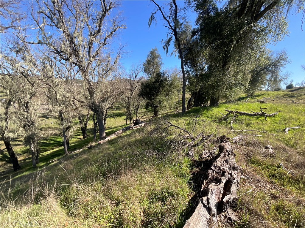 49253 Sapaque Road Bradley, CA 93426 - Photo 17 of 17 a view of a yard with a tree