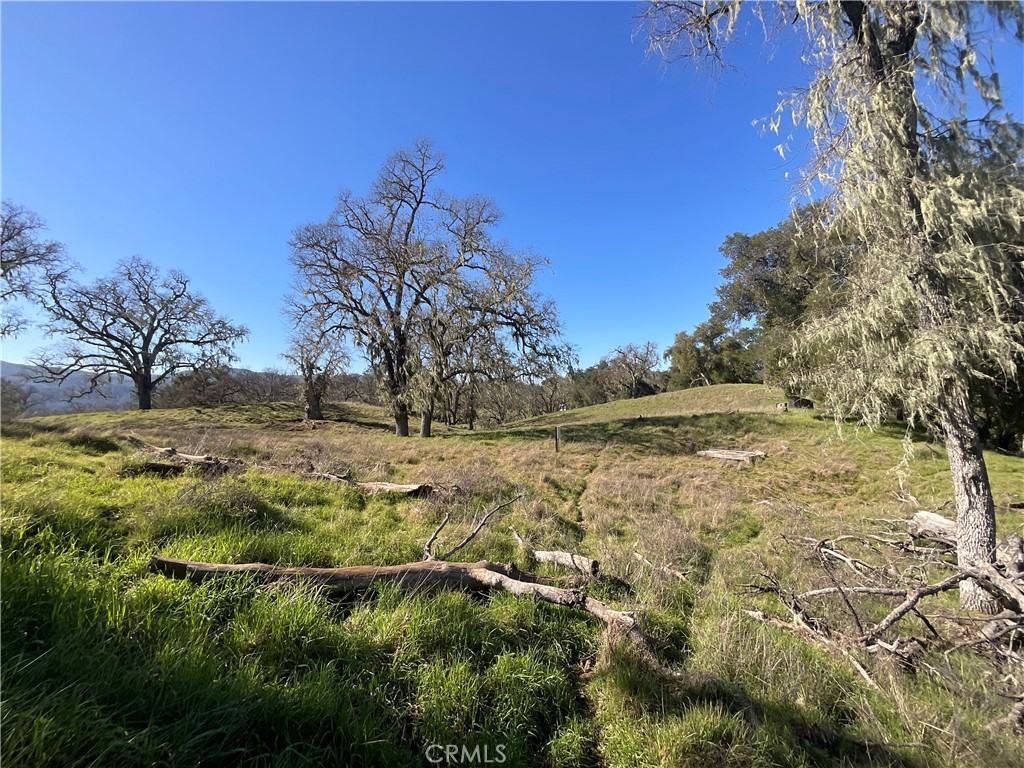 49253 Sapaque Road Bradley, CA 93426 - Photo 8 of 17 a view of a yard with a tree