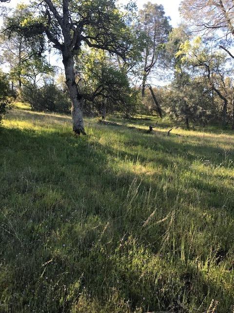 0 Wise Road Coarsegold, CA 93614 - Photo 7 of 12 Gallery Image 7