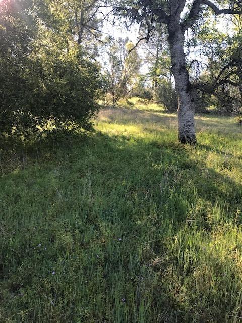 0 Wise Road Coarsegold, CA 93614 - Photo 9 of 12 Gallery Image 9