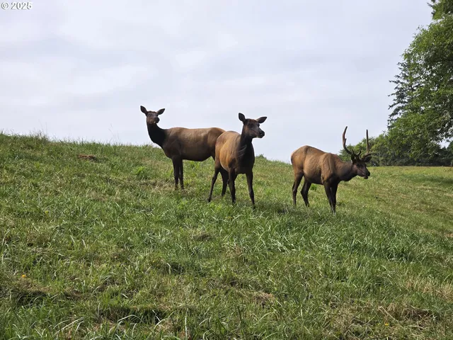 a view of a wooden deck