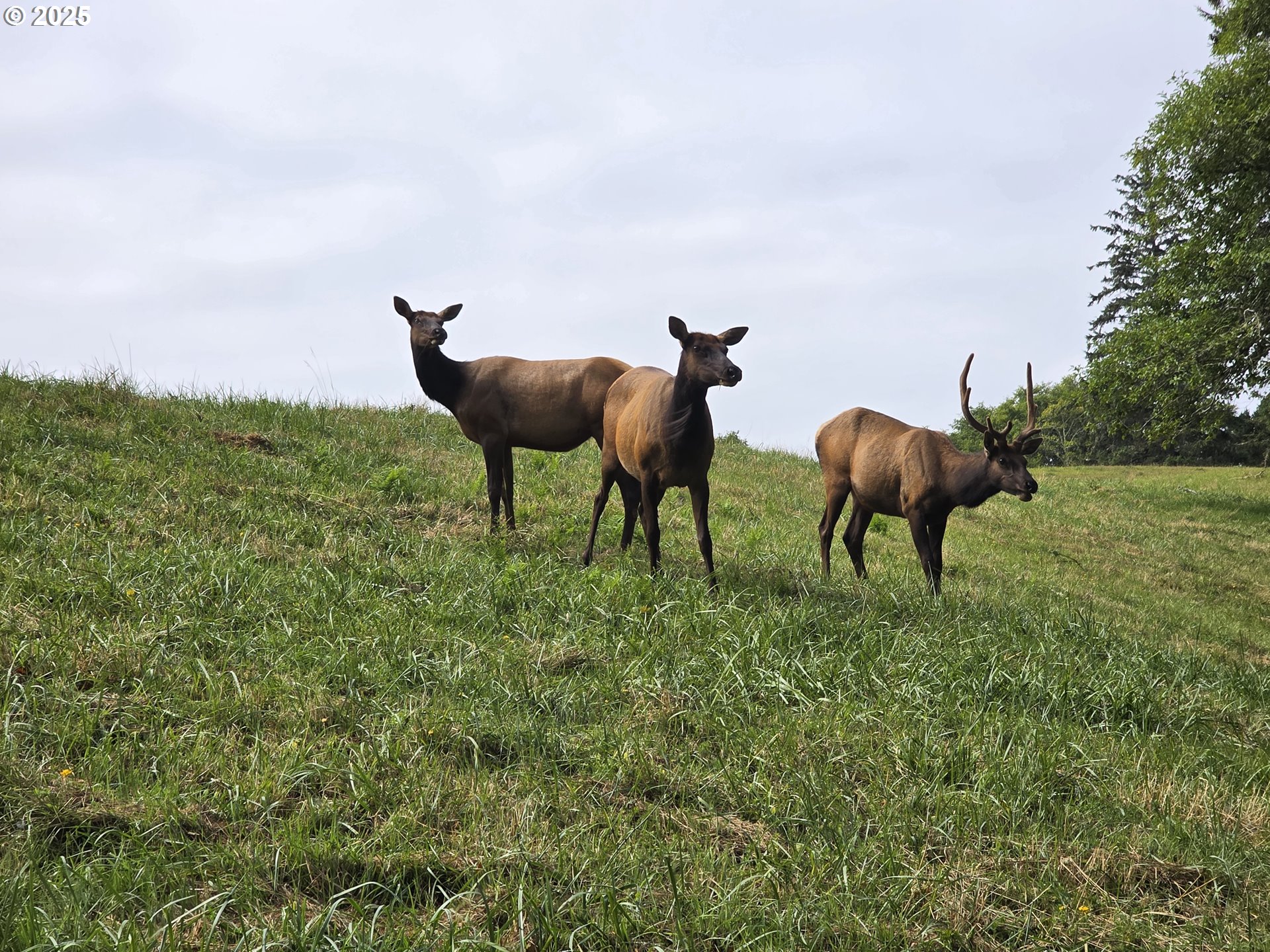 56100 High Point Road Otis, OR 97368 - Photo 39 of 47 a backyard of a house with table and chairs