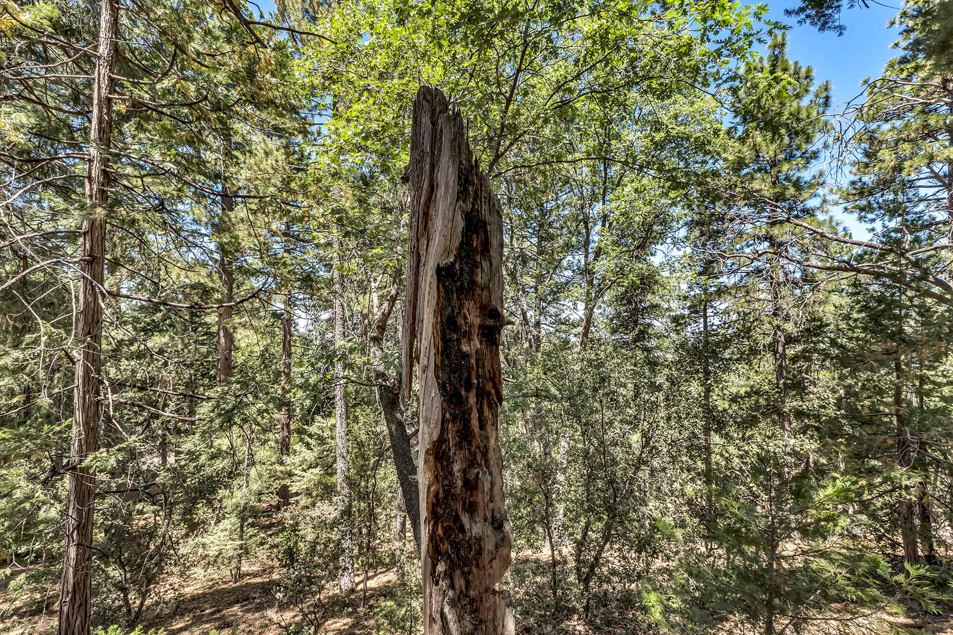 52646 Chickadee Lane Idyllwild, CA 92549 - Photo 54 of 73 a close up of a tree in a forest