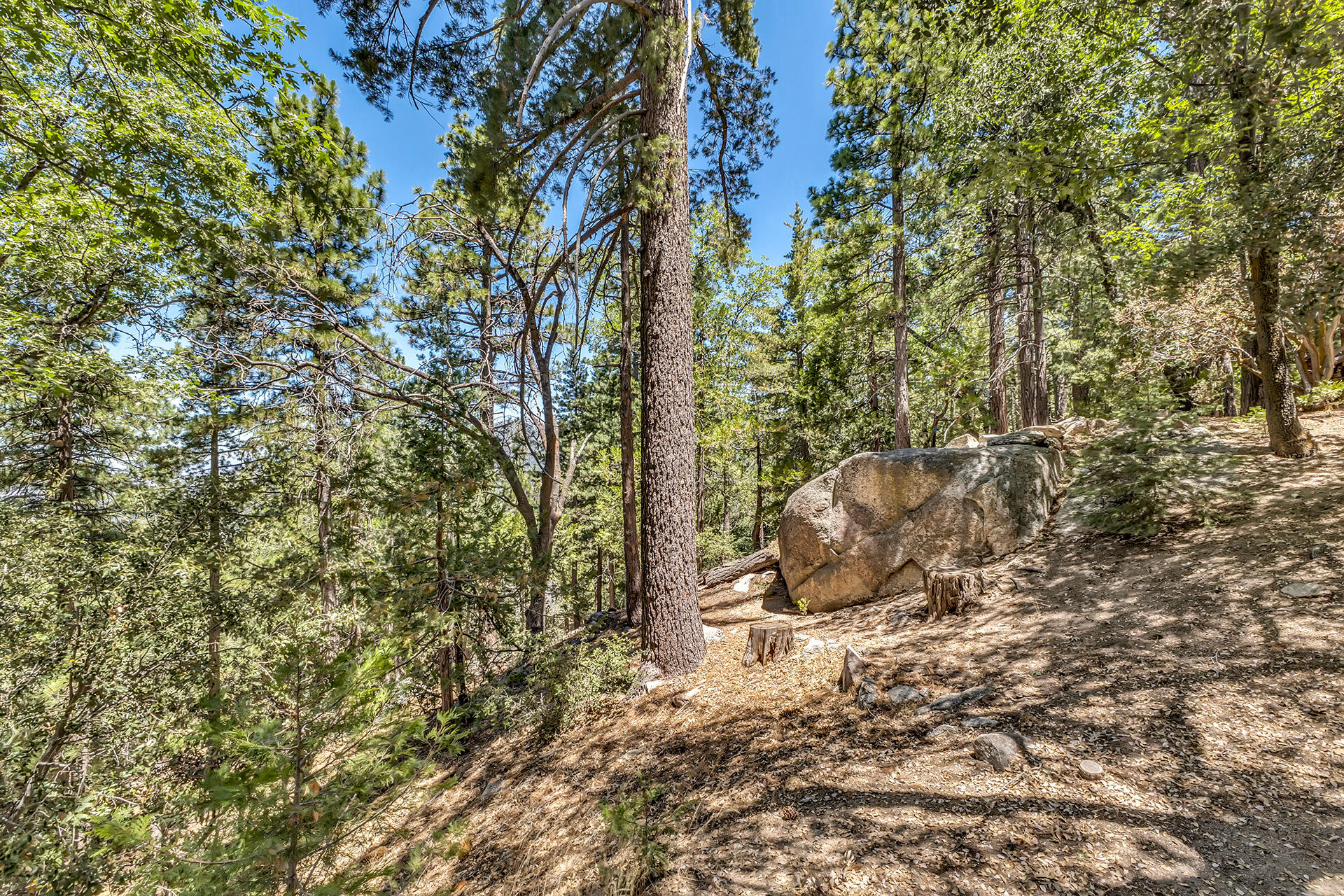 52646 Chickadee Lane Idyllwild, CA 92549 - Photo 55 of 73 a view of a tree with an outdoor space