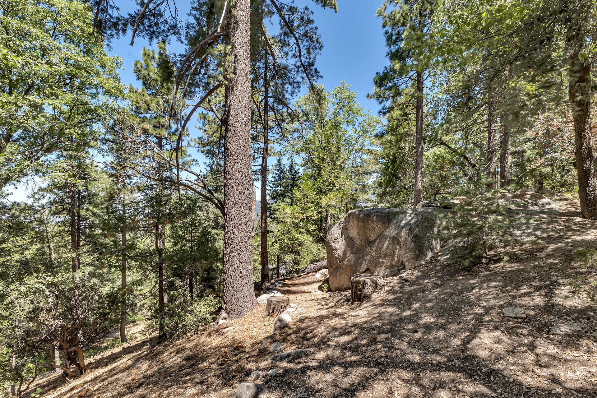 52646 Chickadee Lane Idyllwild, CA 92549 - Photo 56 of 73 a view of a yard with plants and trees