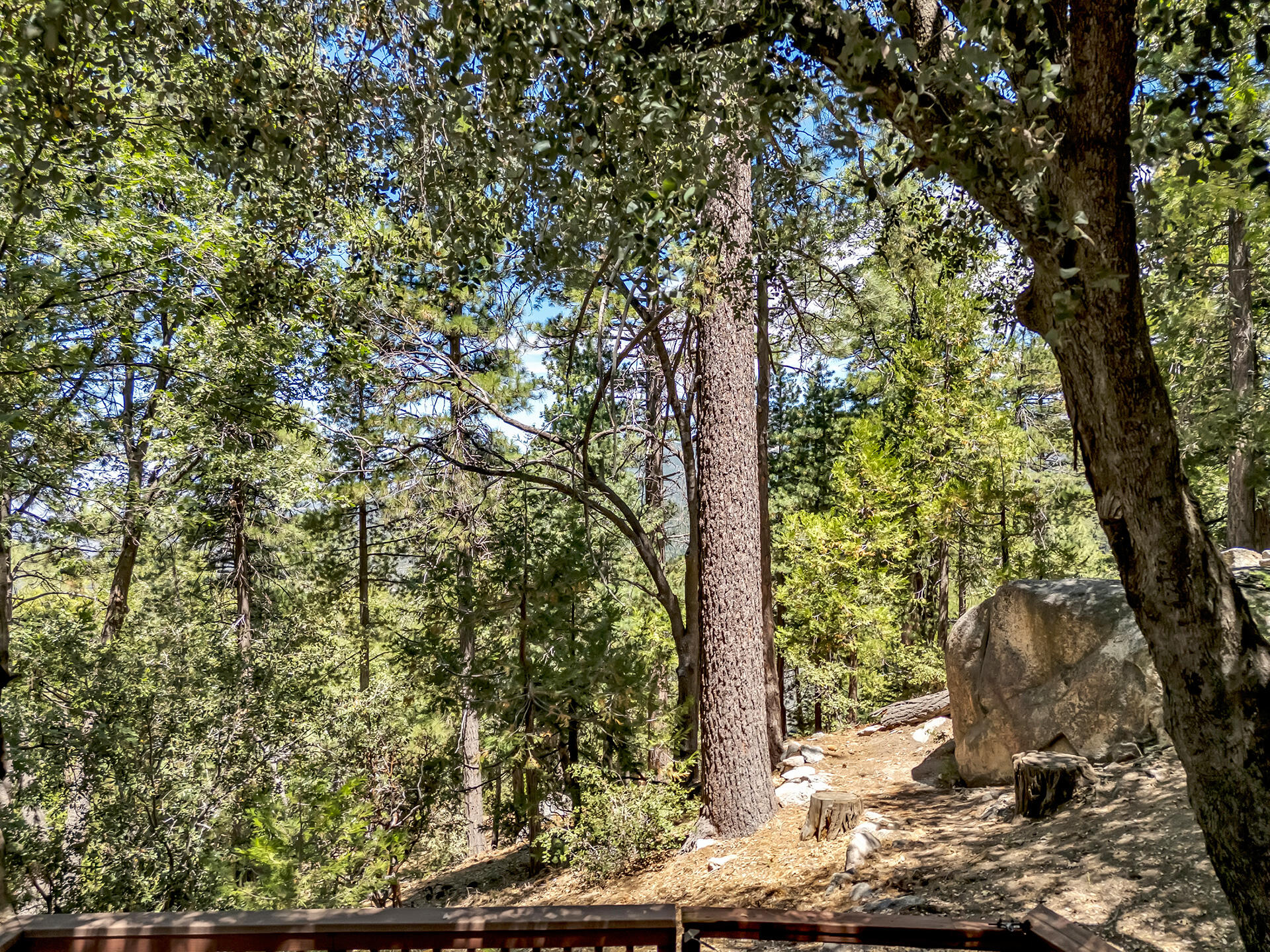 52646 Chickadee Lane Idyllwild, CA 92549 - Photo 63 of 73 a view of a tree