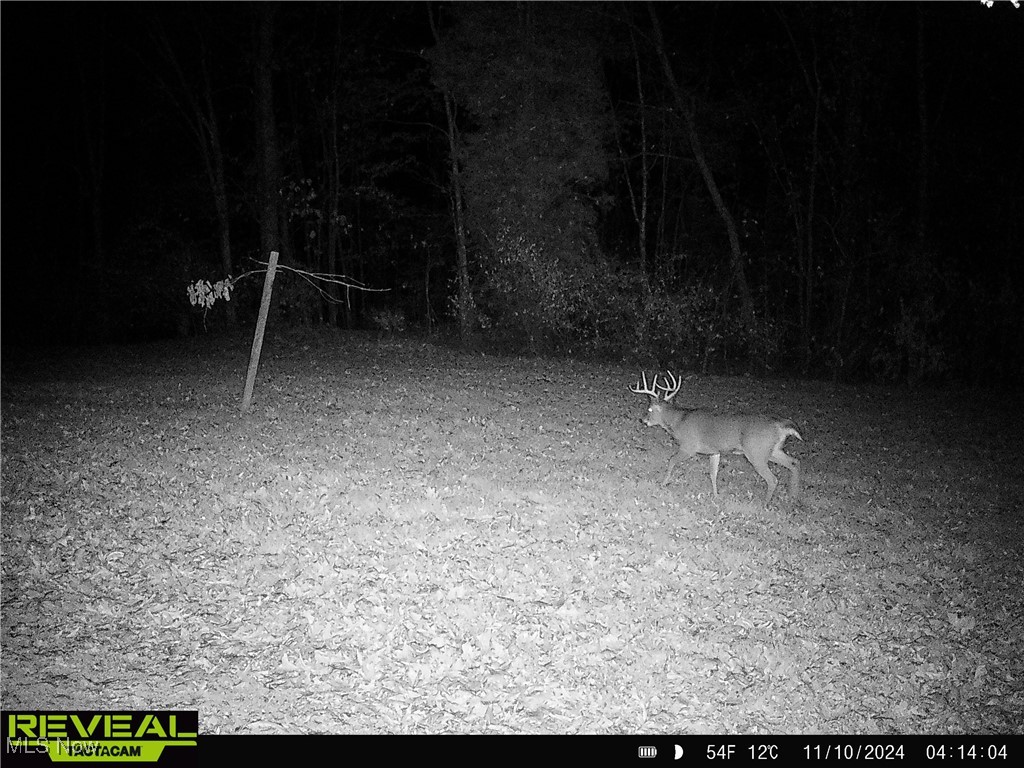 0 Layman Road Vincent, OH 45784 - Photo 27 of 28 View of deer on right of way