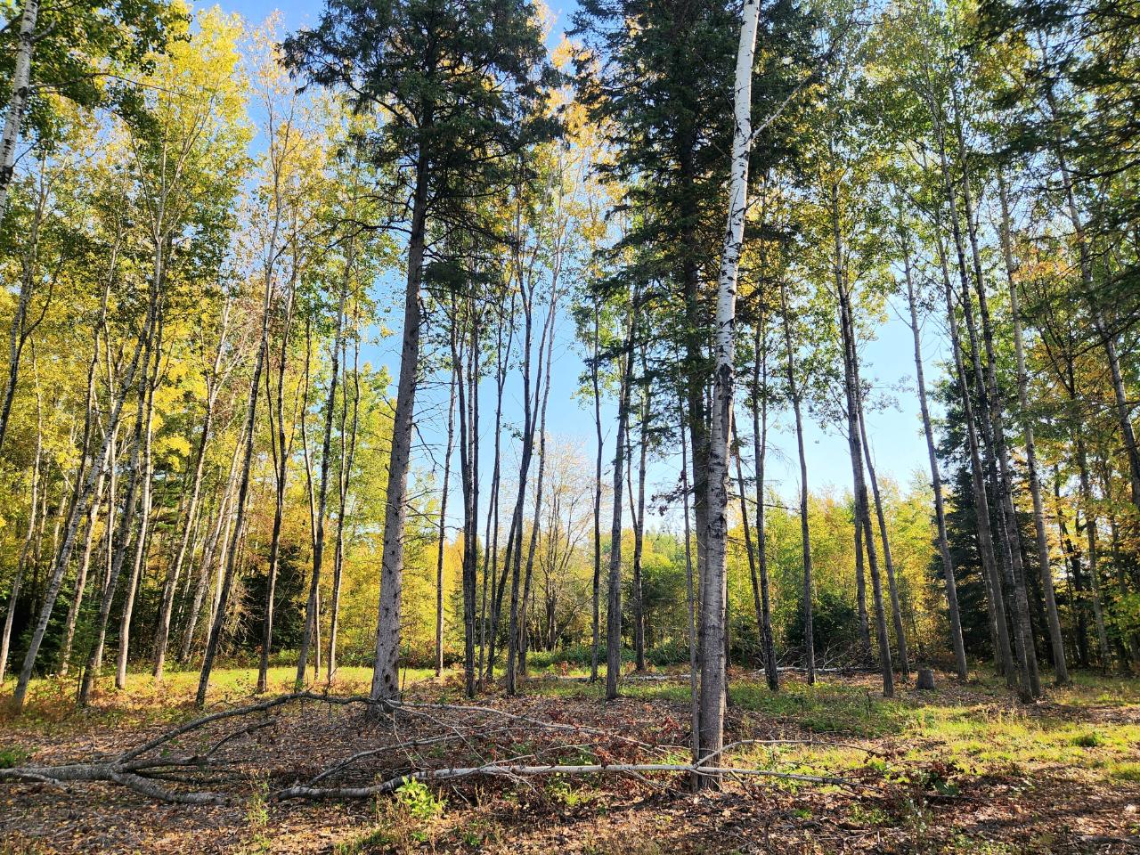 32 Shady Knoll Road Park Falls, WI 54552 - Photo 9 of 11 Gallery Image 9