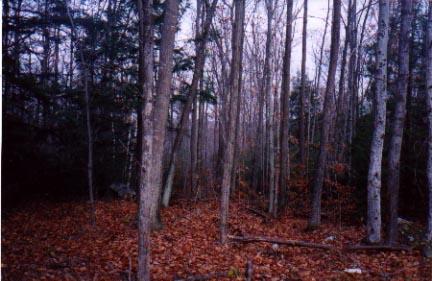 Primary Photo