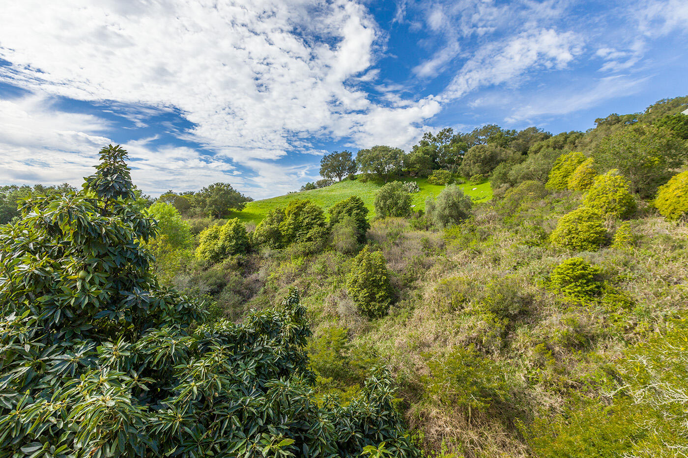 401 Loma Media Road Santa Barbara, CA 93103 - Photo 23 of 29 Nature Lover's Paradise