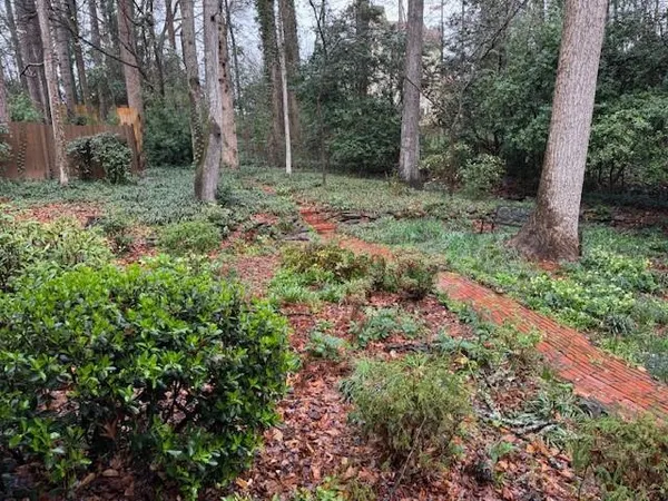 a view of a forest with trees