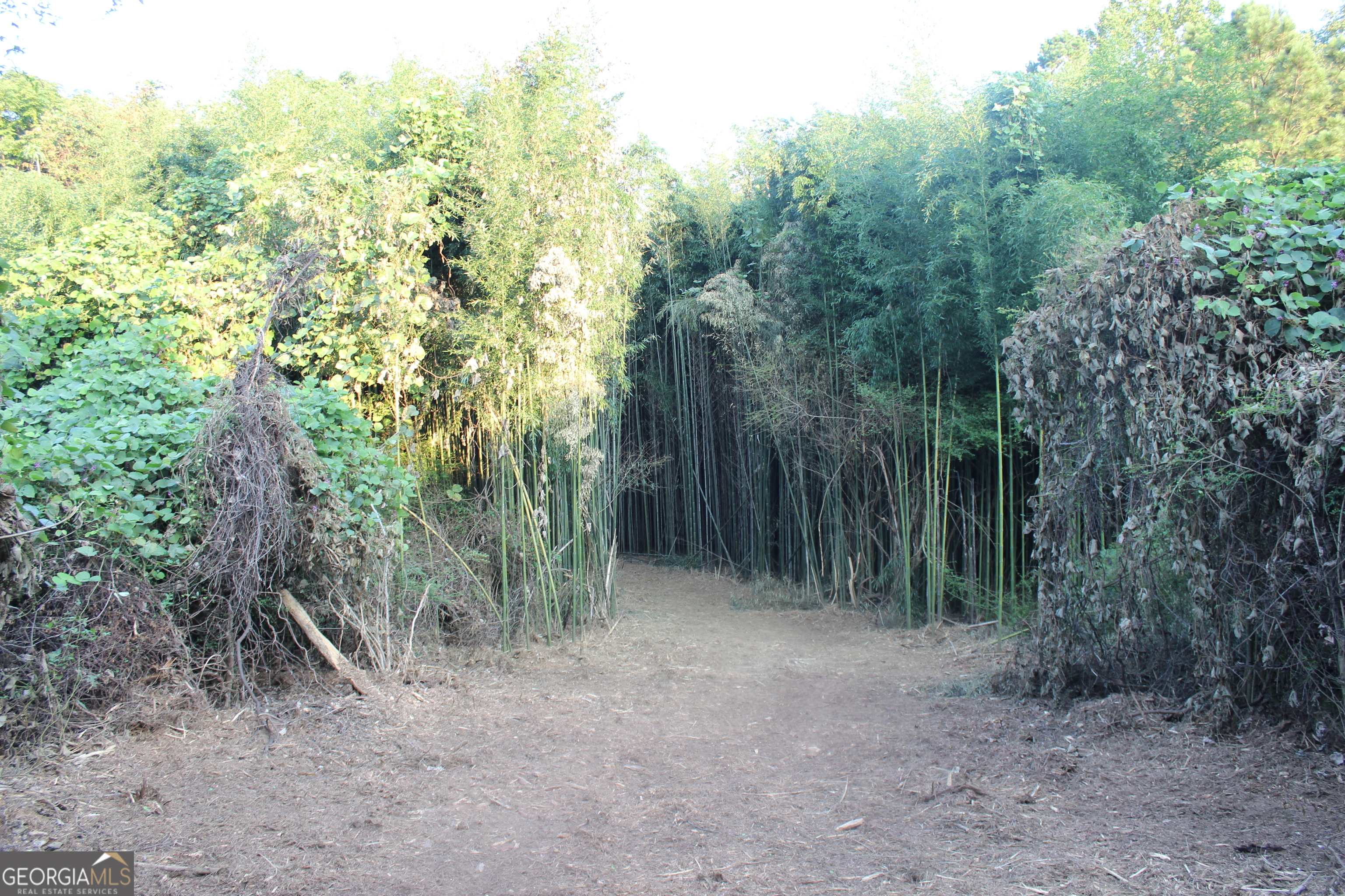 0 Jefferson Road Statham, GA 30666 - Photo 14 of 37 a view of a forest with trees in the background