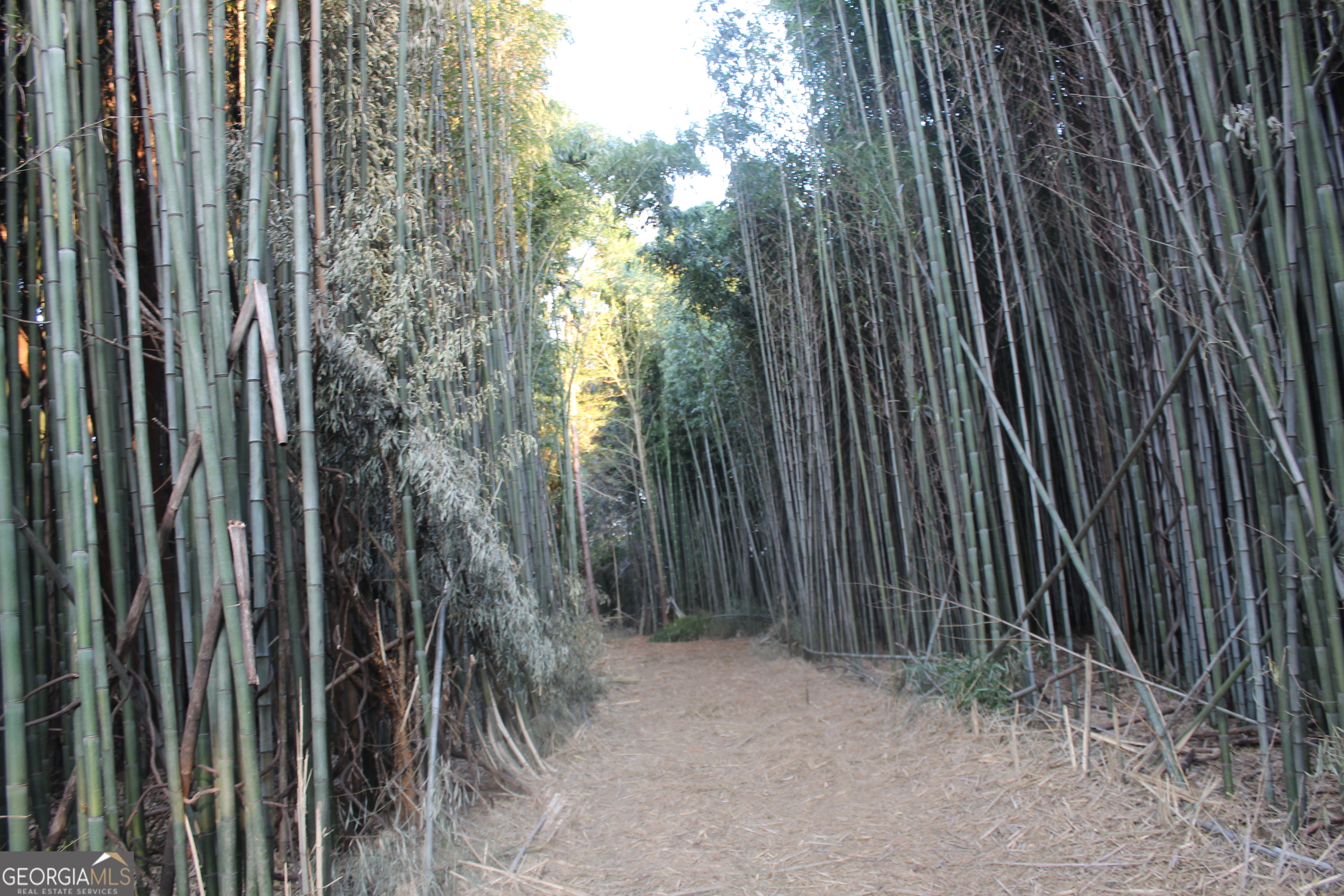 0 Jefferson Road Statham, GA 30666 - Photo 15 of 37 a view of a backyard