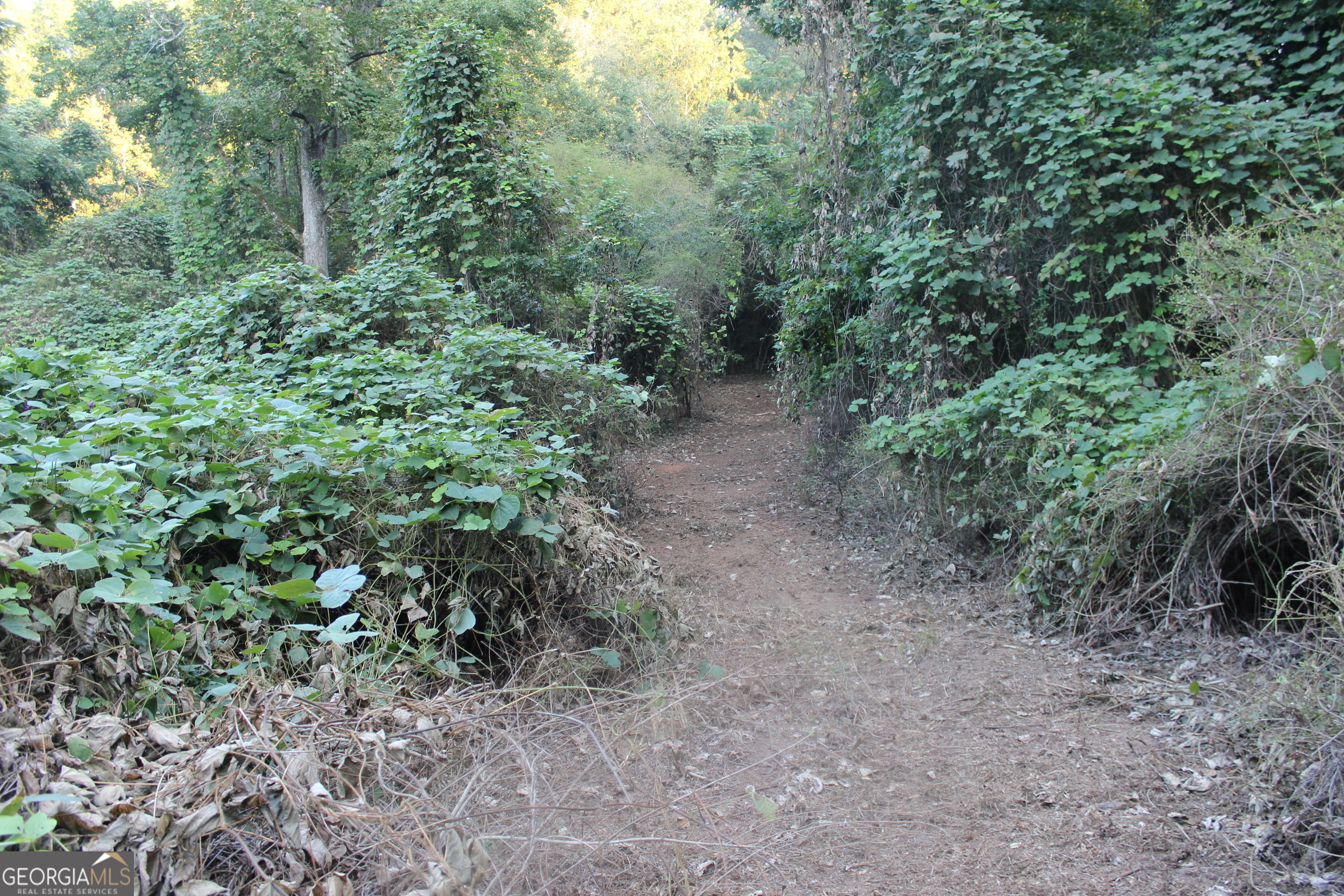 0 Jefferson Road Statham, GA 30666 - Photo 19 of 37 a view of a forest that has a tree