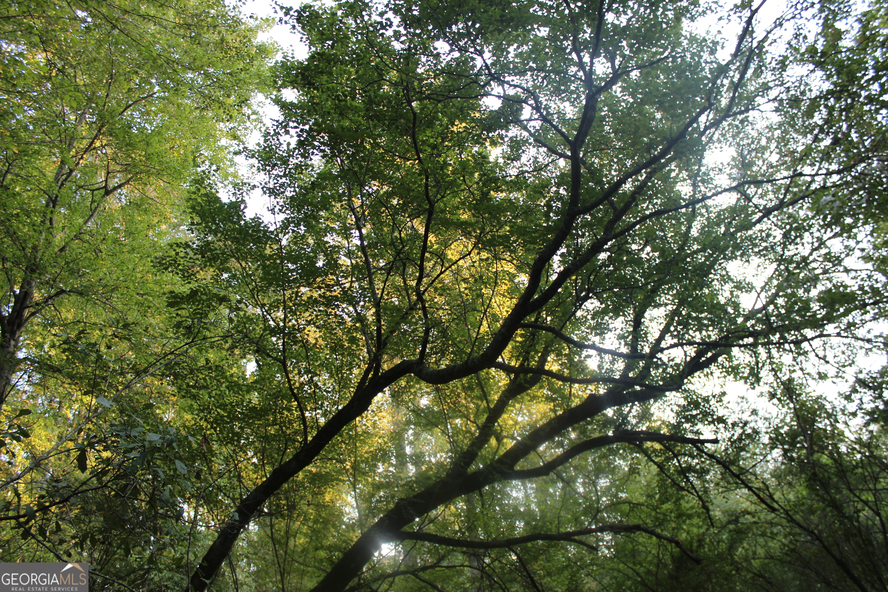 0 Jefferson Road Statham, GA 30666 - Photo 23 of 37 a view of tree
