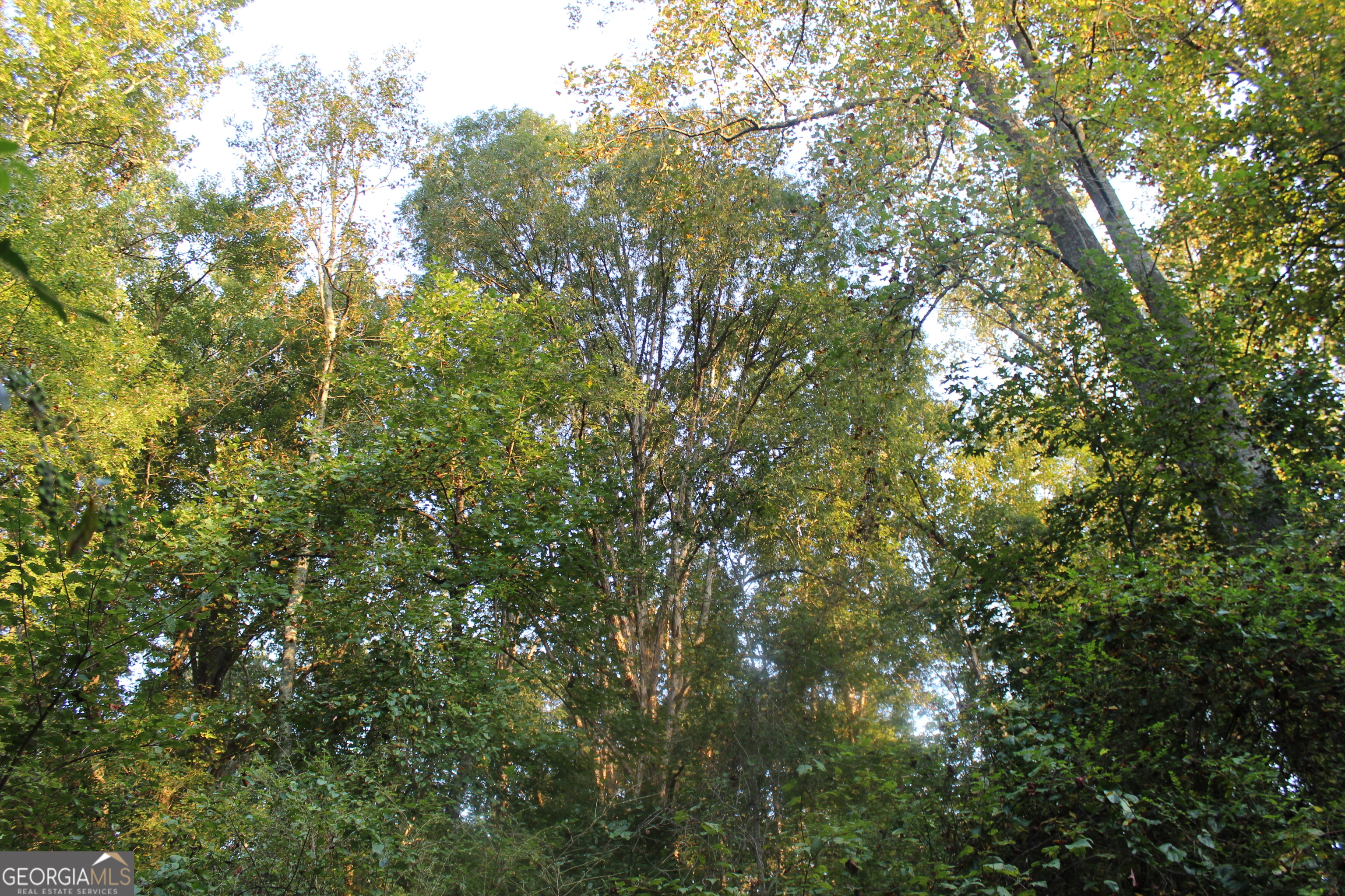 0 Jefferson Road Statham, GA 30666 - Photo 26 of 37 a view of a tree in a yard