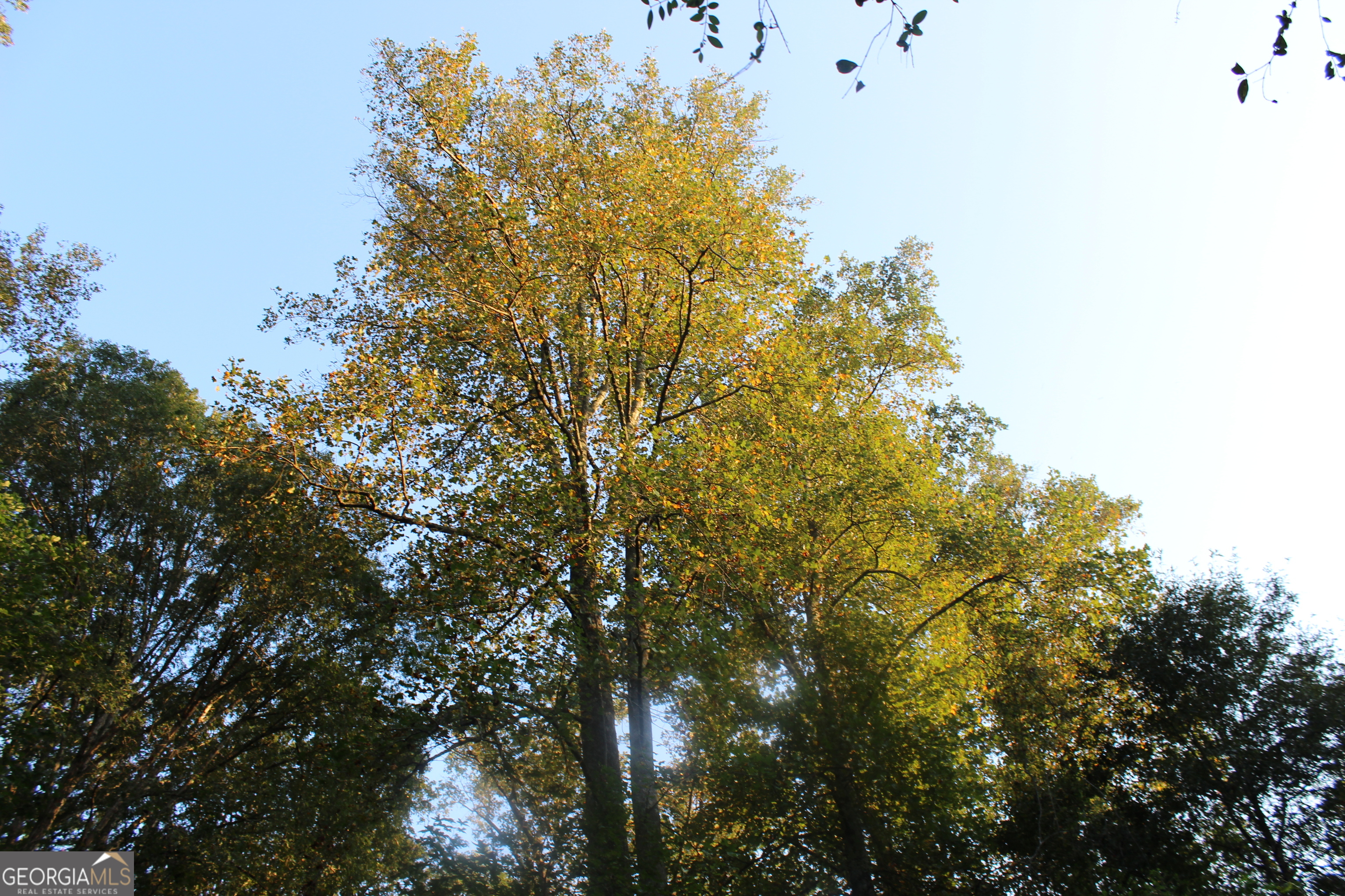0 Jefferson Road Statham, GA 30666 - Photo 27 of 37 a view of a tree with a tree in the background