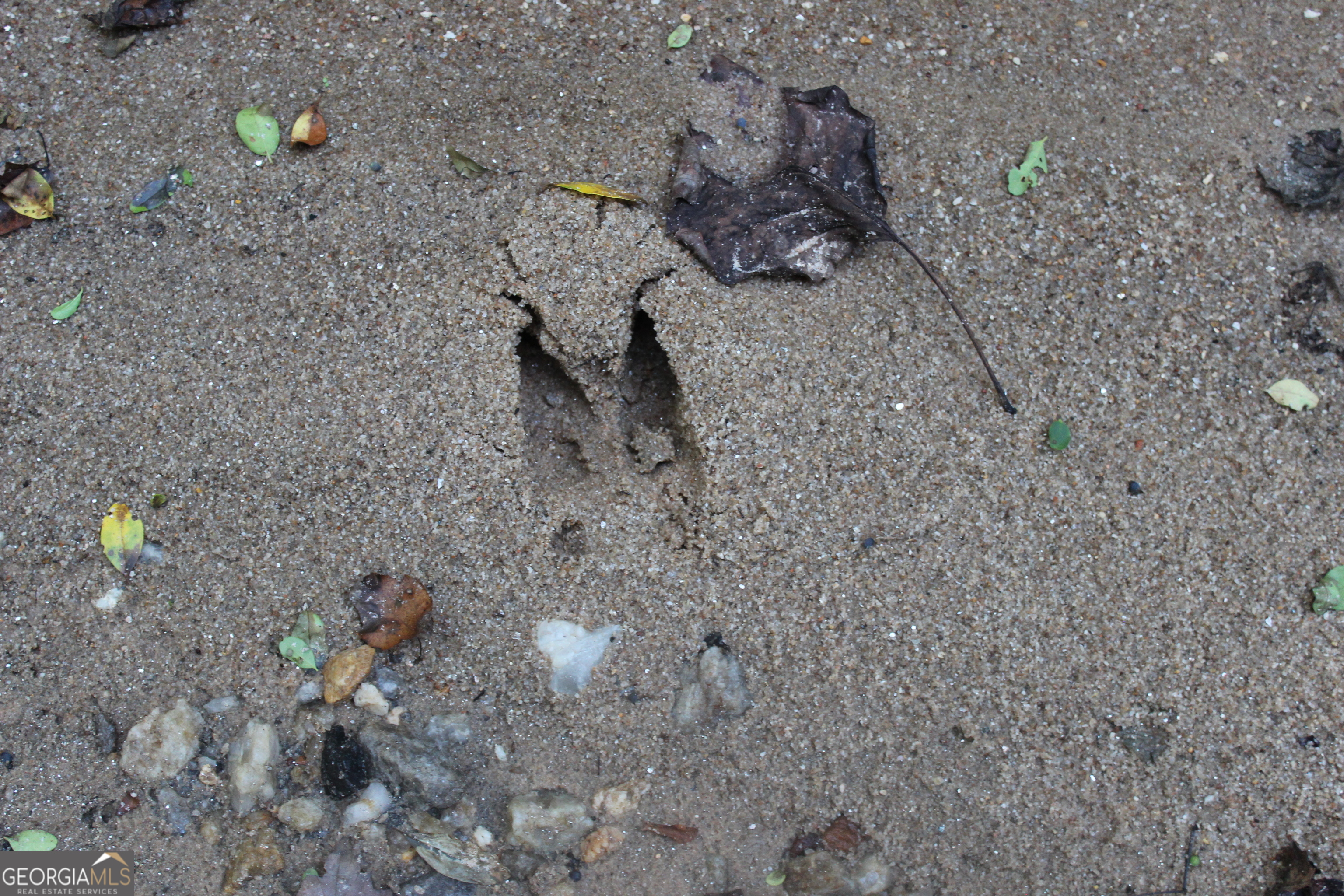 0 Jefferson Road Statham, GA 30666 - Photo 29 of 37 a view of a dry space with lots of trees