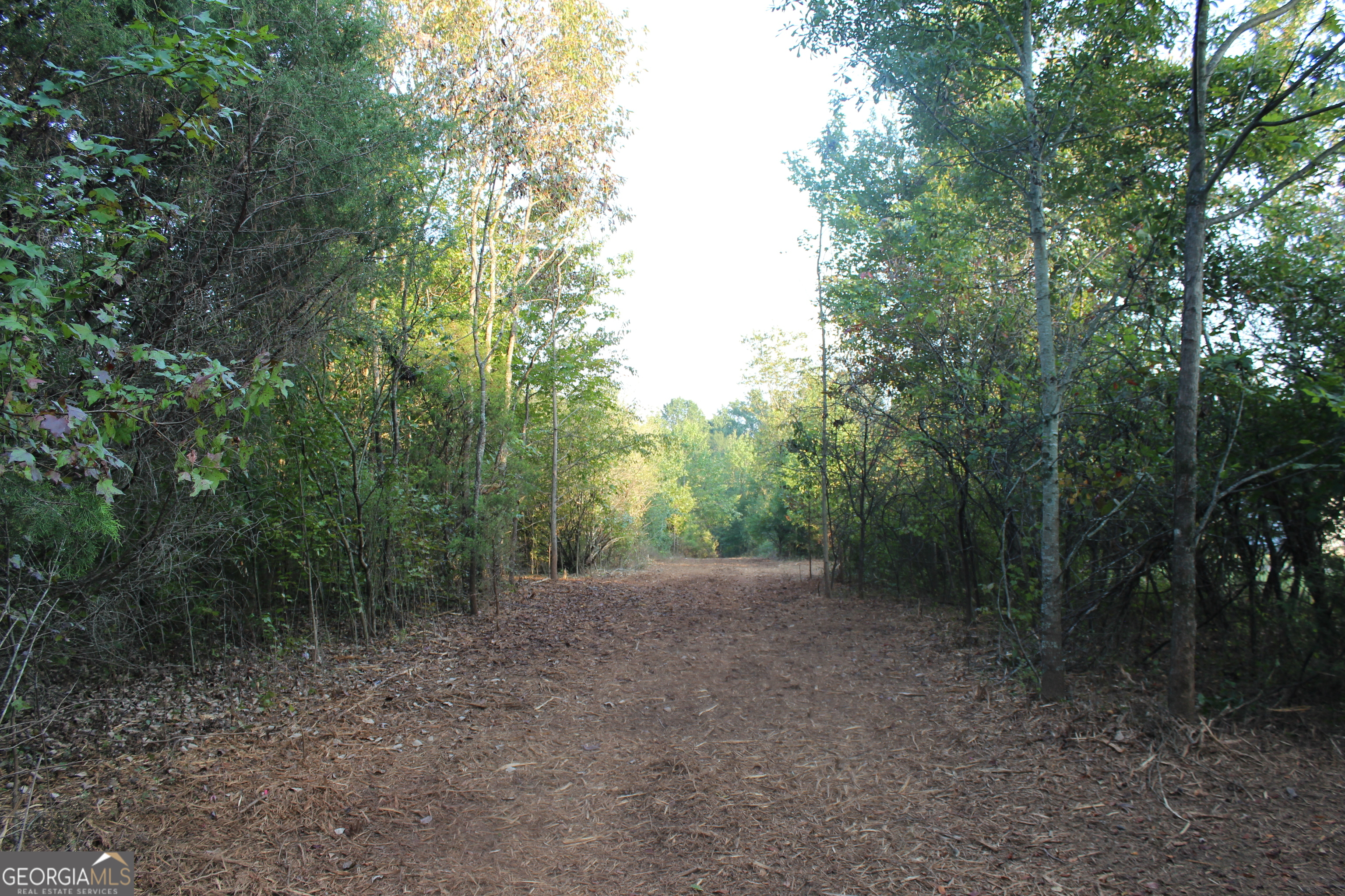 0 Jefferson Road Statham, GA 30666 - Photo 9 of 37 a view of a forest with trees in the background