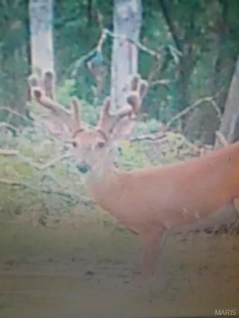 $149,900 | 15580 Highway 32, Boss, MO 65440