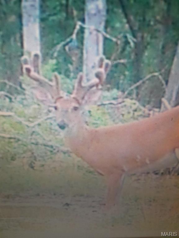 15580 Highway 32 Boss, MO 65440 - Photo 11 of 16