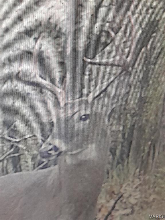 15580 Highway 32 Boss, MO 65440 - Photo 8 of 16