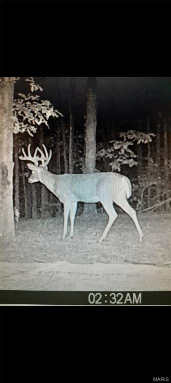 15580 Highway 32 Boss, MO 65440 - Photo 9 of 16