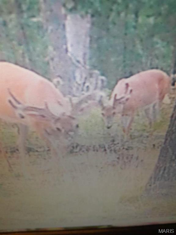 15580 Highway 32 Boss, MO 65440 - Photo 10 of 16