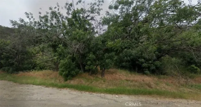 a view of a yard with plants