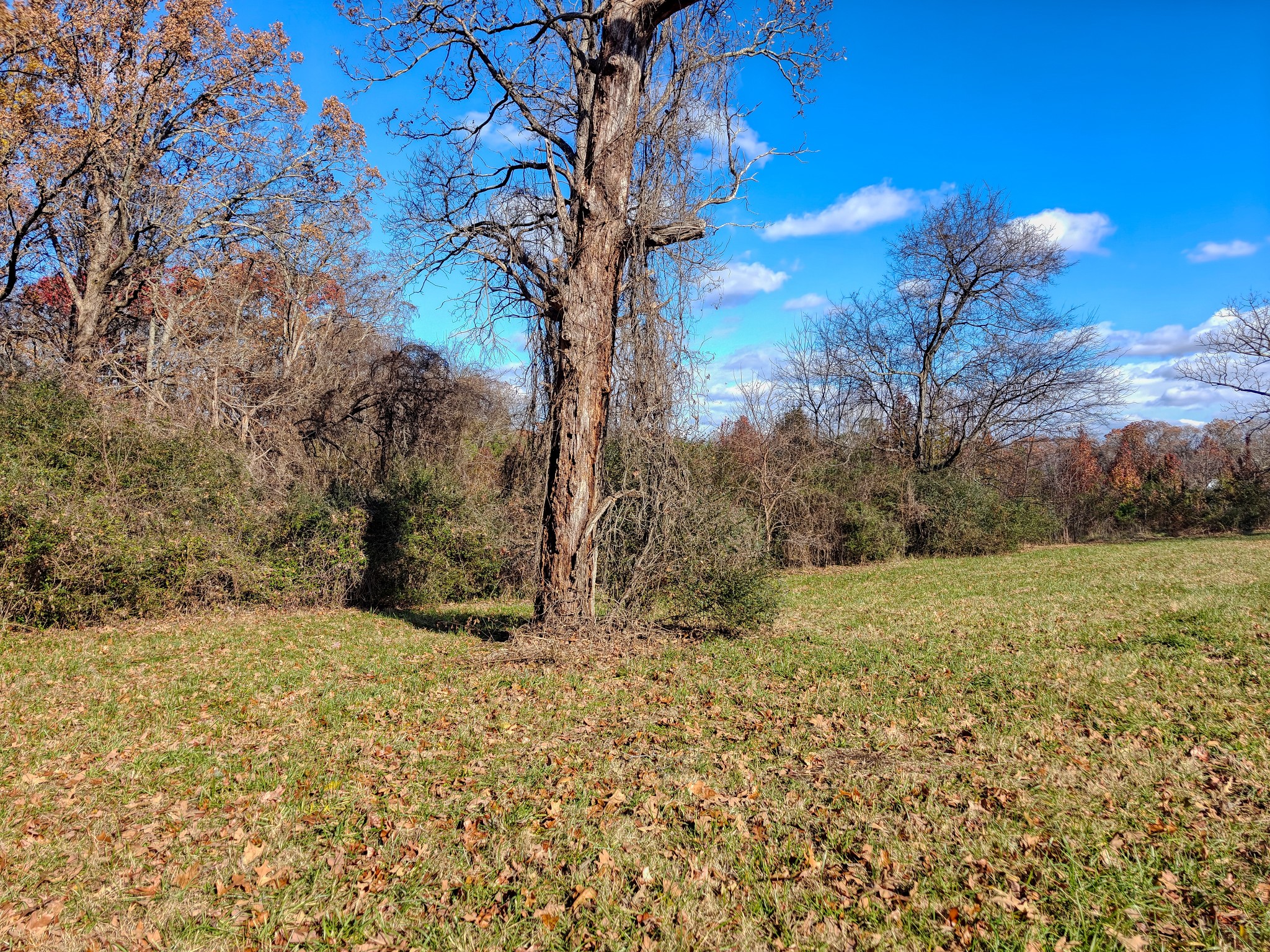 0 Grooms Road Bruceton, TN 38317 - Photo 13 of 17 Gallery Image 13