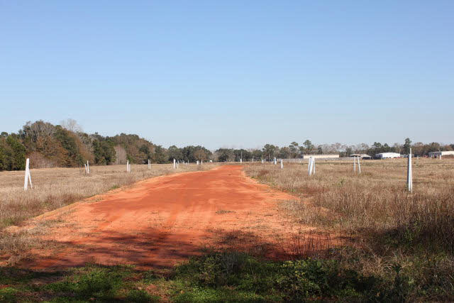 98 US Highway 98 Foley, AL 36535 - Photo 4 of 5