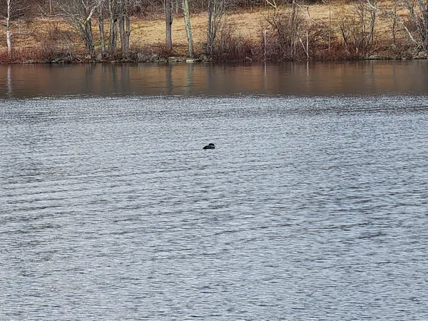 $49,000 | 7 Goose River Estates, Swanville, ME 04915