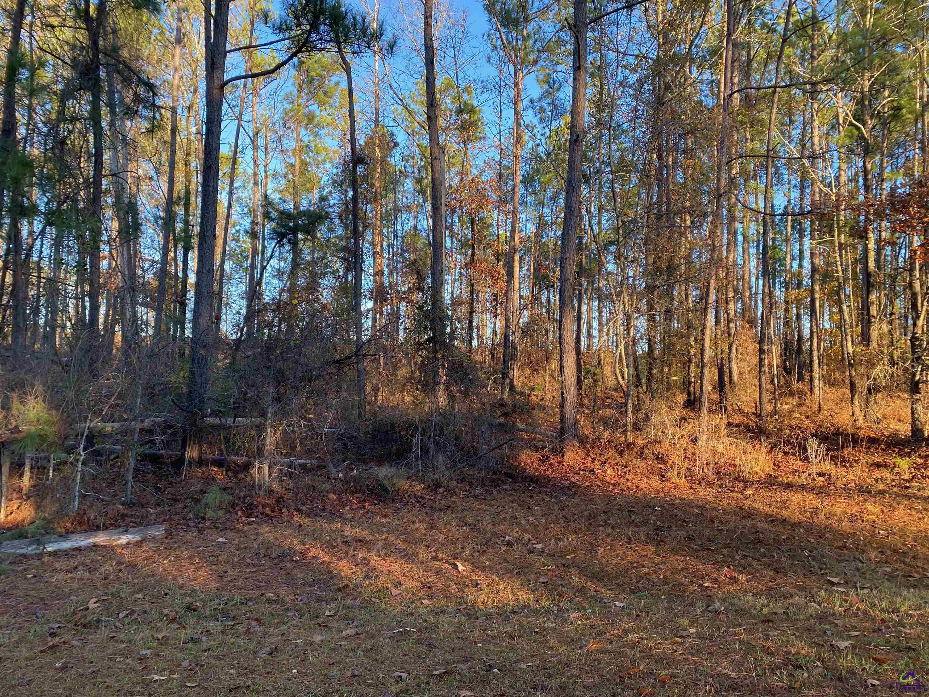 0 North Oak Ridge Drive Butler, GA 31006 - Photo 1 of 2