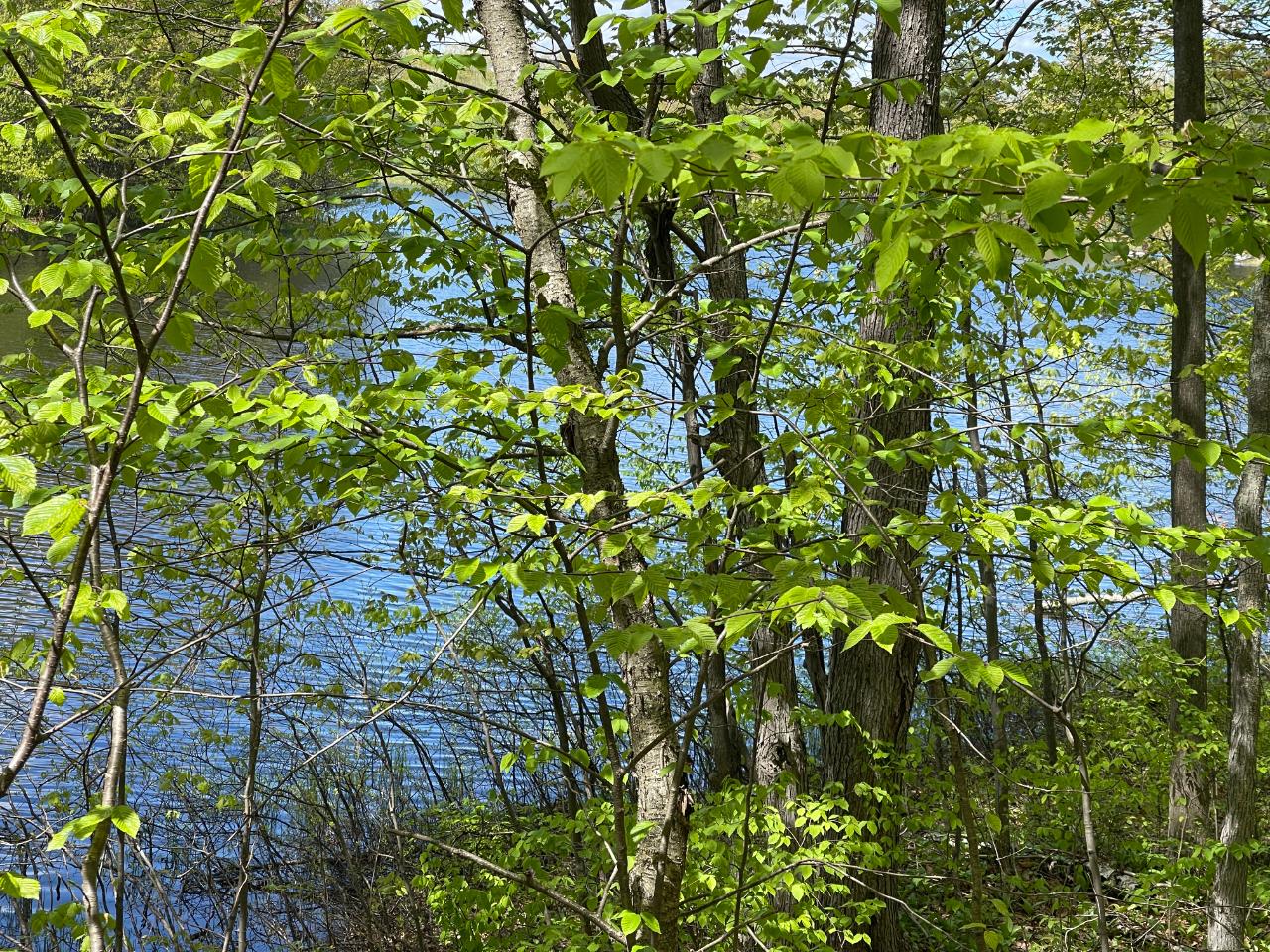 On On Shore Rd Summit Lake Summit Lake, WI 54485 - Photo 10 of 13 Gallery Image 10