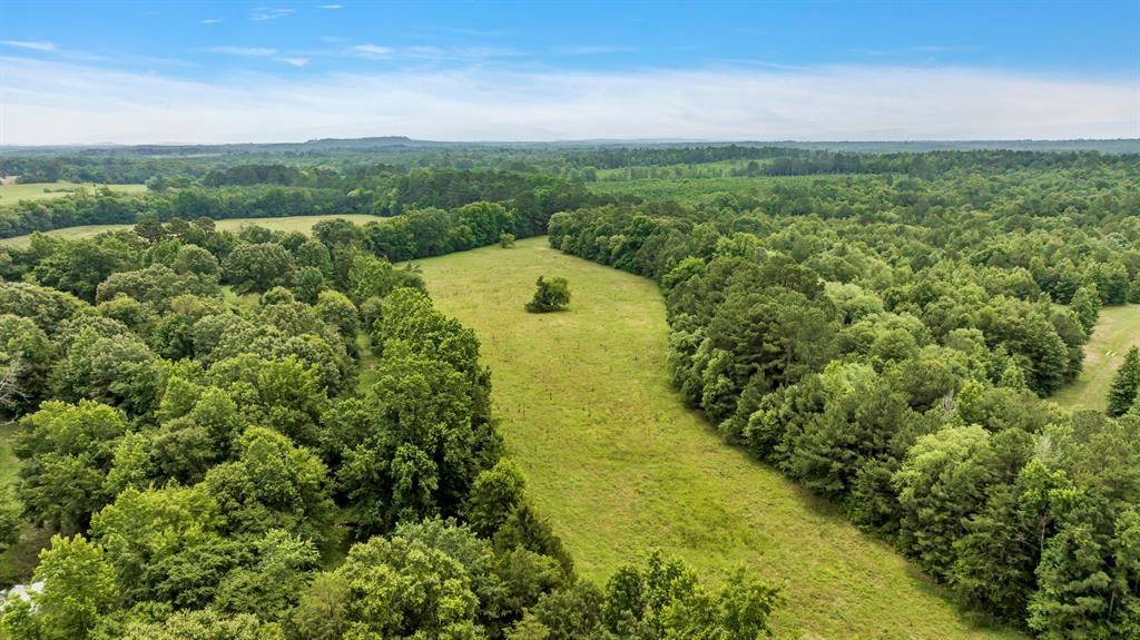9822 Nasturtium Road Ore City, TX 75683 - Photo 7 of 37 a view of a yard with plants and large tree
