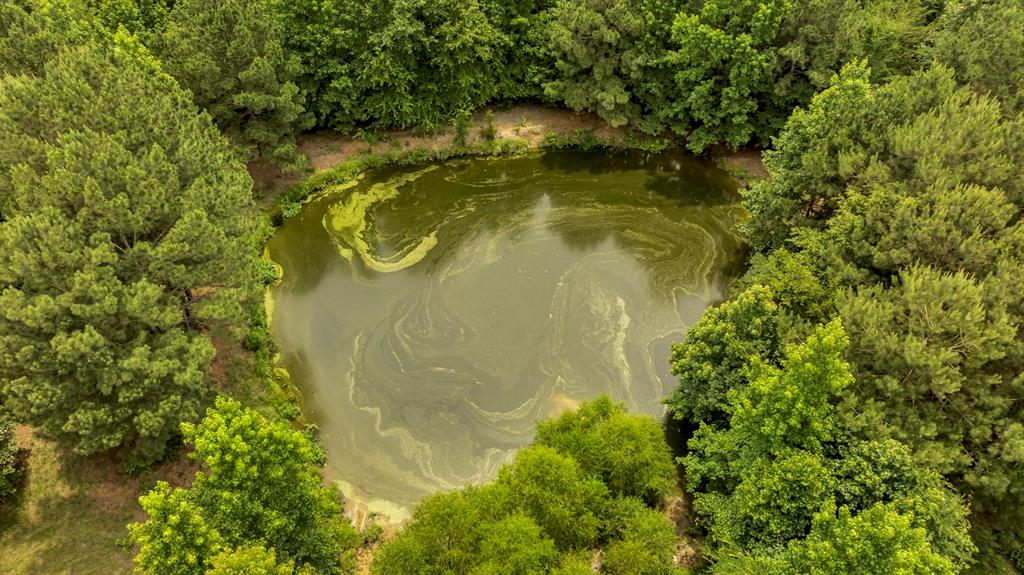 9822 Nasturtium Road Ore City, TX 75683 - Photo 10 of 37 a close up of a flowers in a garden